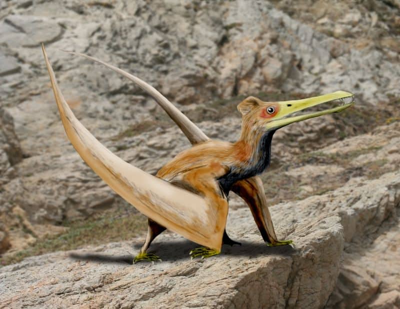 Ningchengopterus liuae