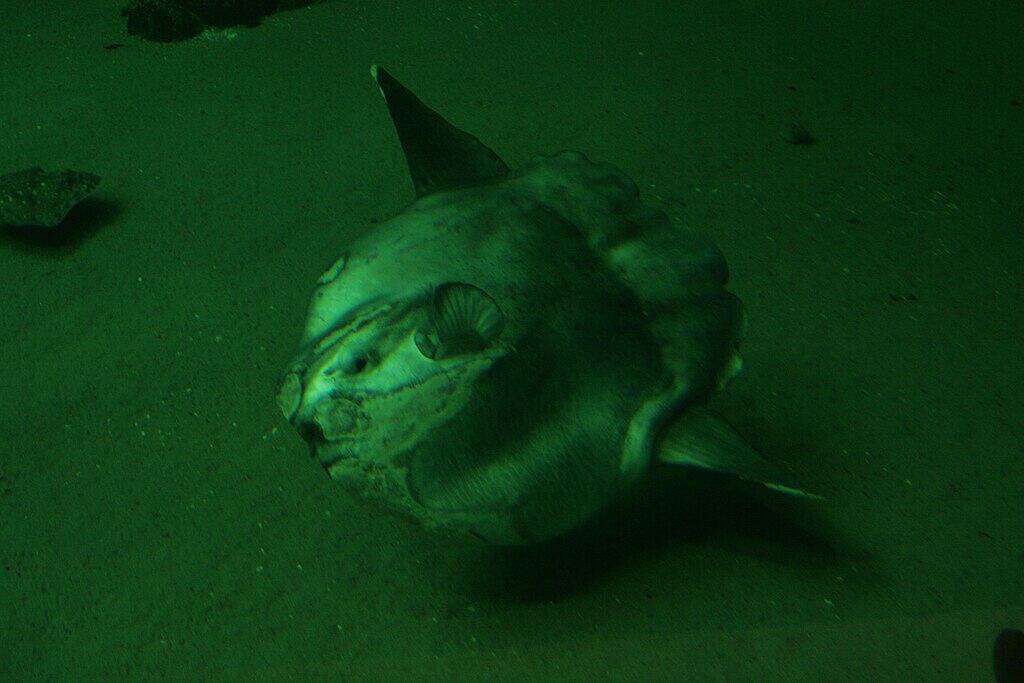 Ocean Sun Fish (Mola mola) 