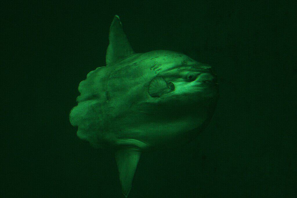 Ocean Sun Fish (Mola mola) 