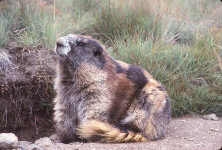 Top 10 Animals and Wildlife in Washington