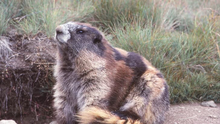 Top 10 Animals and Wildlife in Washington