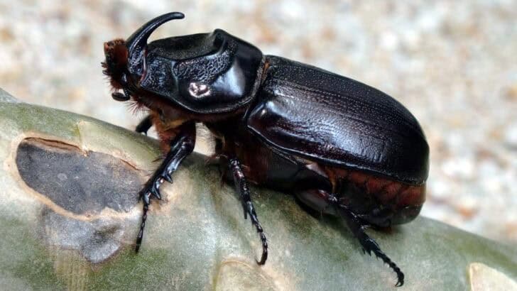 Why the Rhinoceros Beetle Is a True Powerhouse