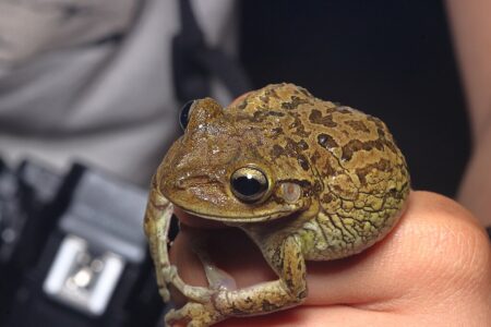 This Tiny Everglades Frog Might Be Florida Loudest Animal