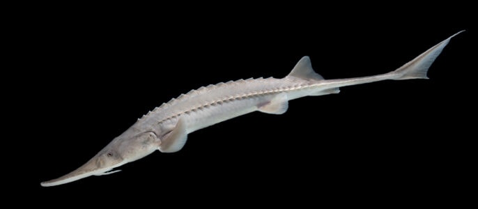 How Idaho’s Sturgeon Can Grow Over 10 Feet Long