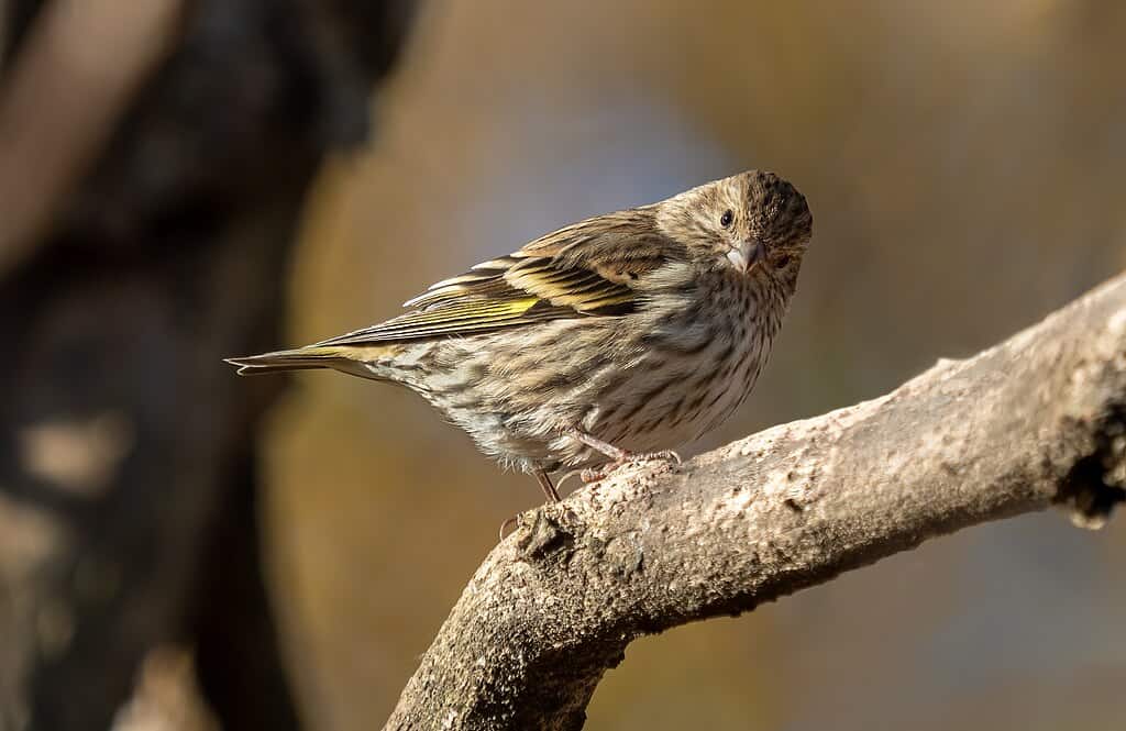 Pine Siskins