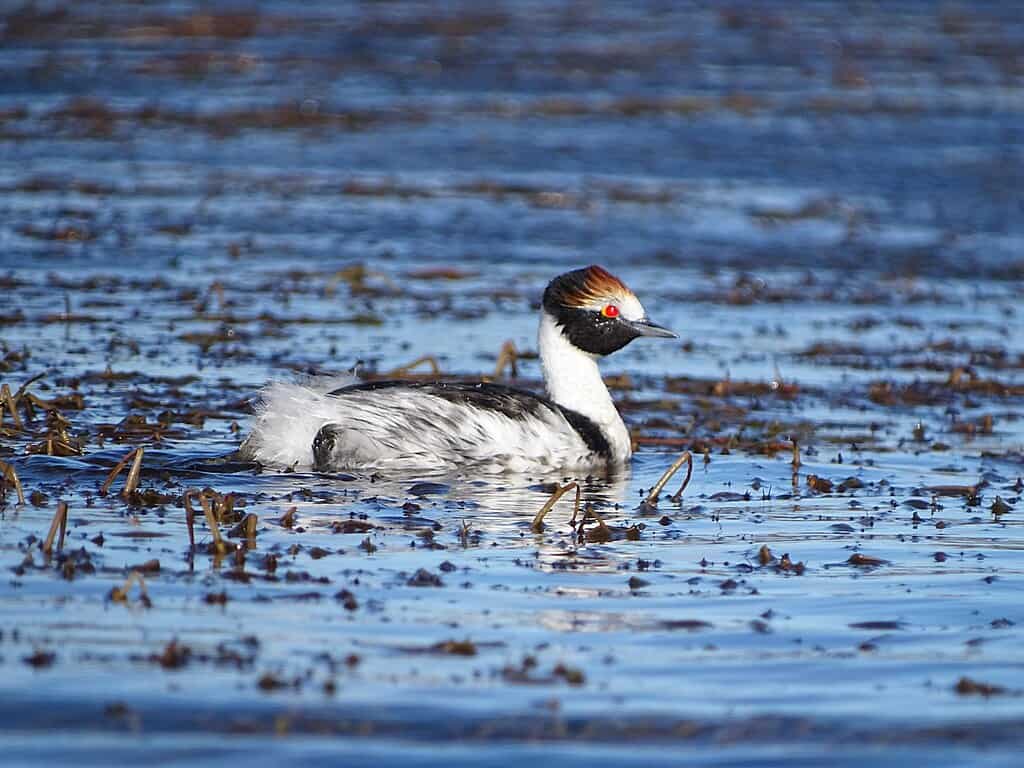 Hooded Grebe