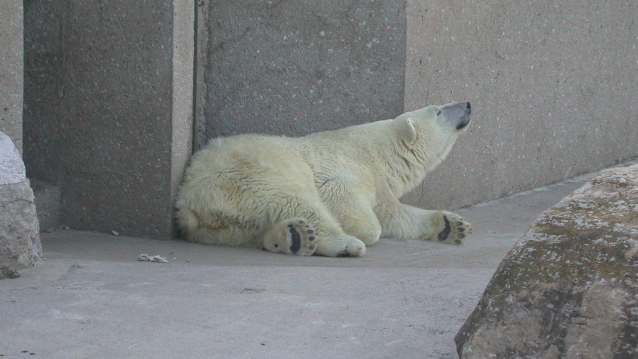 Polar bear resting on the ground near a concrete wall in its enclosure at Toronto Zoo.