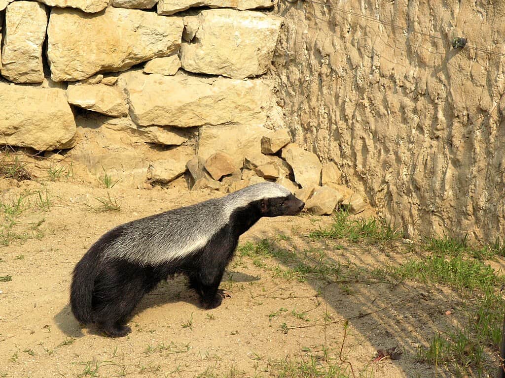 Honey Badger 
