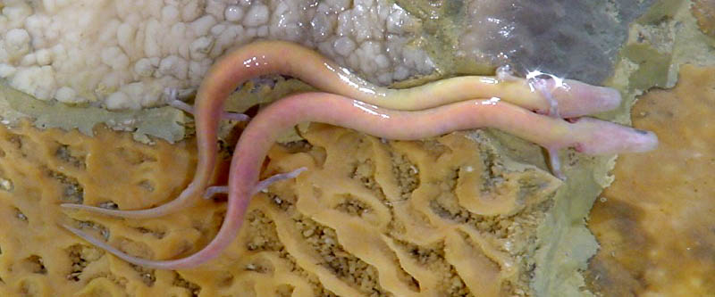 Two olms (Proteus anguinus)