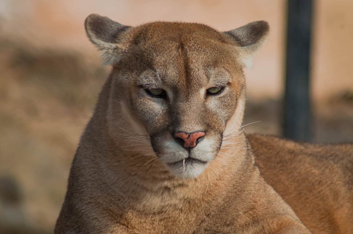 The Cougar
