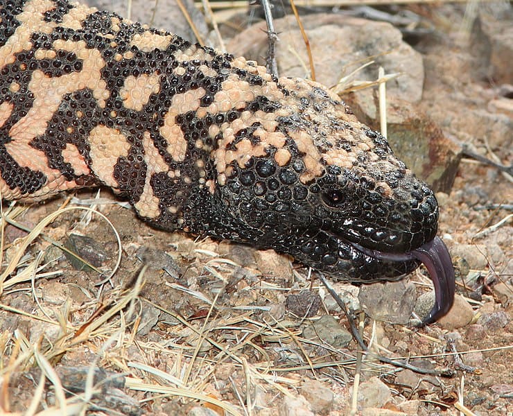 A reticulated Gila monster flicks its tongue while crawling through dry terrain, showcasing its distinctive patterned skin.