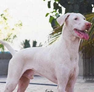 The 14 Most Energetic Dog Breeds That Never Stop Running