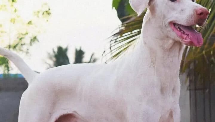 The 14 Most Energetic Dog Breeds That Never Stop Running