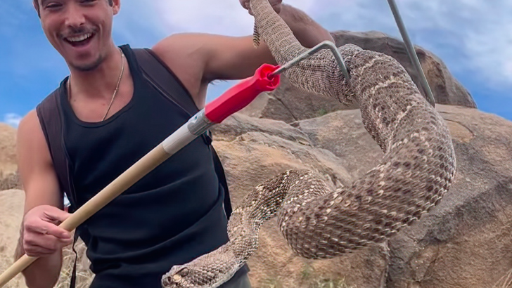 The Largest Rattlesnakes Ever Caught—Massive Serpents Spreading Across the U.S.