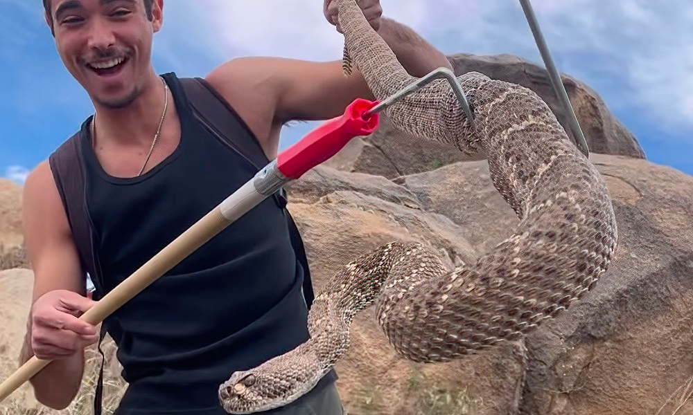 The Largest Rattlesnakes Ever Caught—Massive Serpents Spreading Across the U.S.