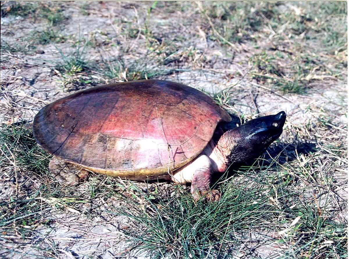 BATAGUR BASKA
