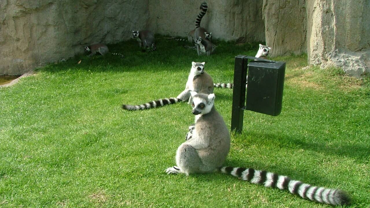 Ring-tailed lemurs in a grassy enclosure at Bioparc Valencia, sitting and standing with their long striped tails visible.