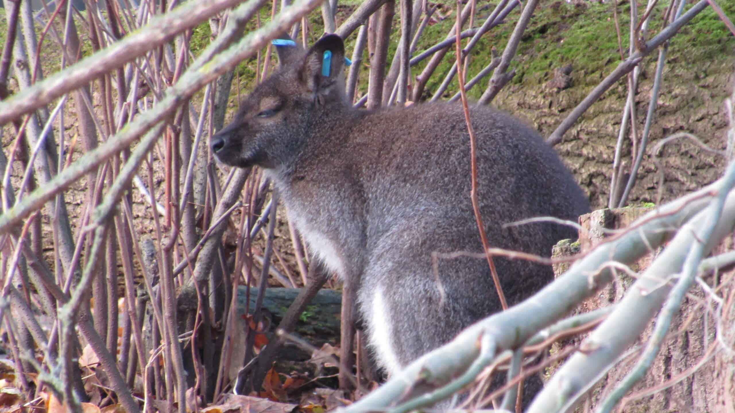 A relaxed wallaby resting among tree branches and dry leaves at Zoo Leipzig. Its thick fur provides warmth, blending well with the natural surroundings of the exhibit. Small identification tags are visible on its ears.
