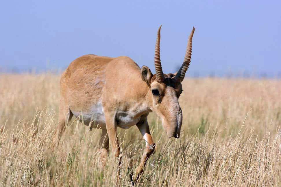 Saiga Antelope