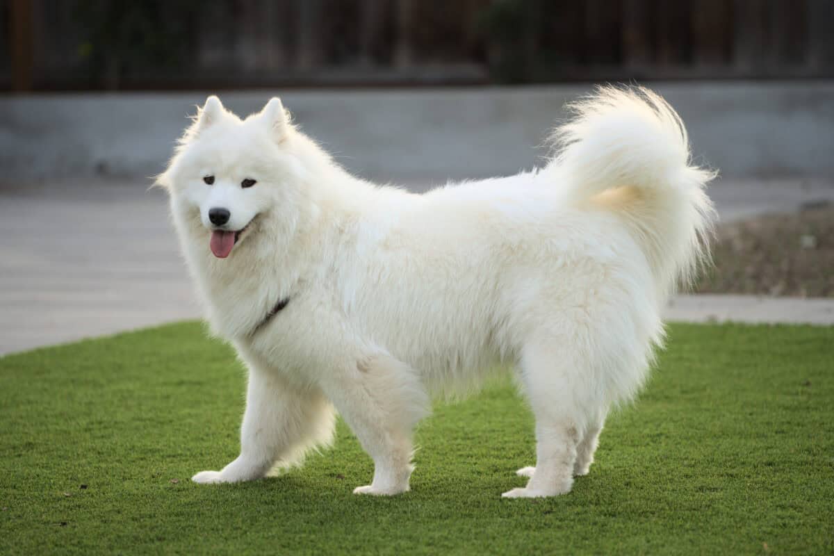 Samoyed dog.