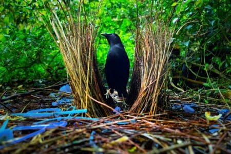 Why Do Male Bowerbirds Decorate Their Nests with Blue Objects?