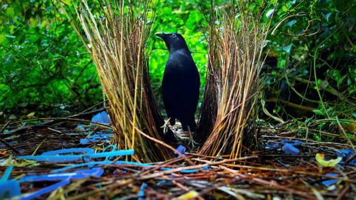 The Strangest Breeding Rituals in the Wild