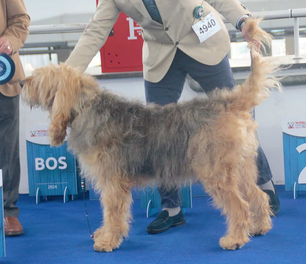 Otterhound