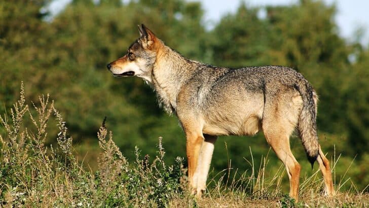 Can Wolves and Livestock Coexist? A Controversial Conservation Clash