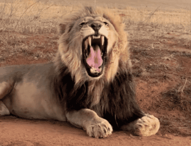 Lion&rsquo;s Unexpected Yawn Captivates Travelers in Safari Encounter