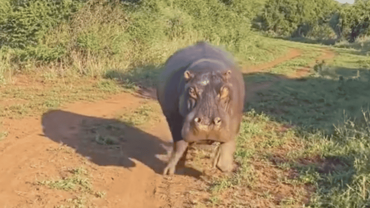 Safari Vehcile Chased By A Hippopotamus