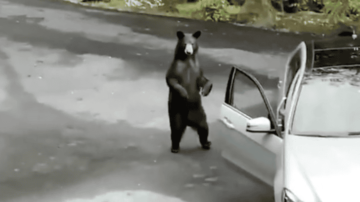 Bear Tries To Break Into A Car And Moonwalks Away