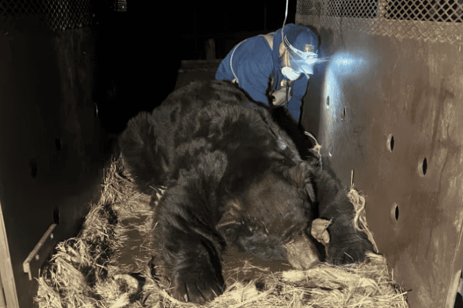 How Berry (a 525-Pound Black Bear) Survived the Devastating Wildfire in LA