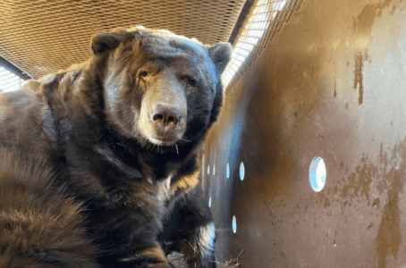 How Berry (a 525-Pound Black Bear) Survived the Devastating Wildfire in LA