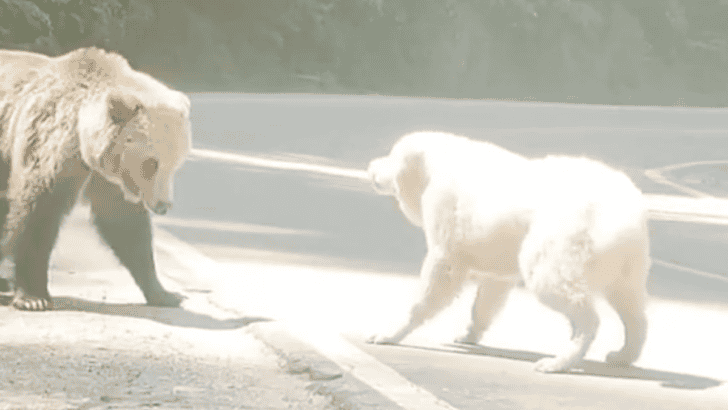 Brave Pup Defends Its Owner From A Grizzly Bear