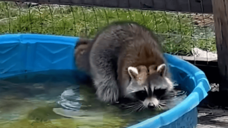 Raccoon Crashes Pig&rsquo;s Pool Party and Gets Way Too Cozy