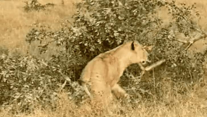 Lioness Chases Leopard Up a Tree Over a Hard-Earned Meal