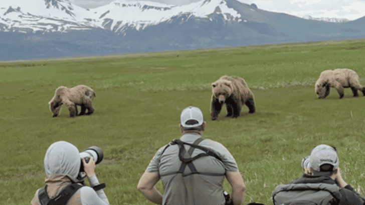 A Mother Bear Introduces Her Cubs to Photographers
