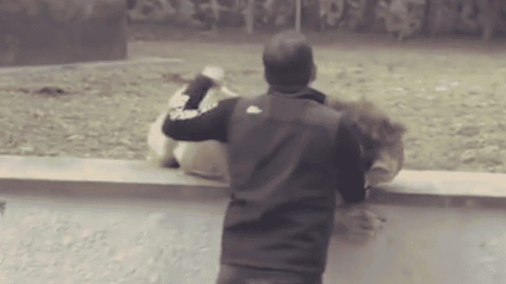 Lion Reunites with His Old Handler&mdash;And His Reaction is Pure Love
