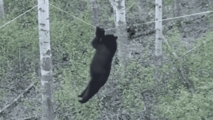 A Bear Swings on a Rope and Becomes a Viral Sensation