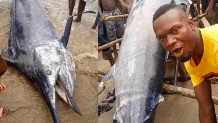Nigerian Fisherman Captured Blue Marlin Fish Worth $2.6 Million – Ate It with His Friends