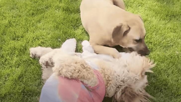 Narcoleptic Dog Falls Asleep Every Time He’s Happy