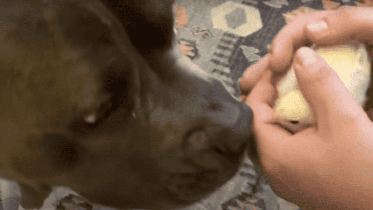 Pit Bull Reunites With Chickens He Raised As Babies