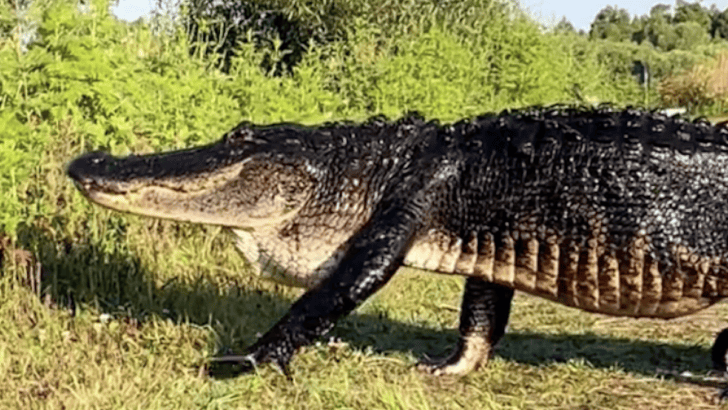 Man Encounters a Massive Florida Crocodile and Lives to Tell the Tale