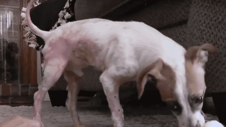 Abused Puppy Inspires Justice Across Metro Detroit