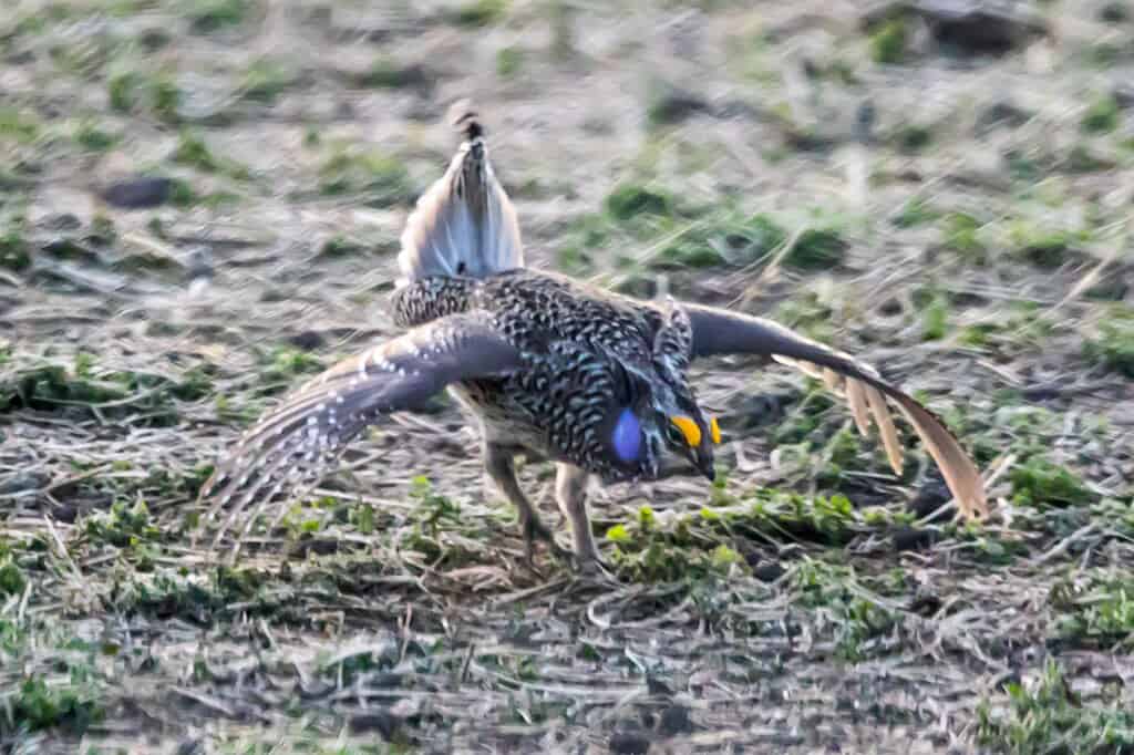 Sharp-tailed Grouse