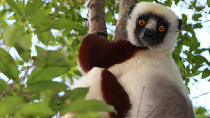 Top 10 Animals and Wildlife in Madagascar