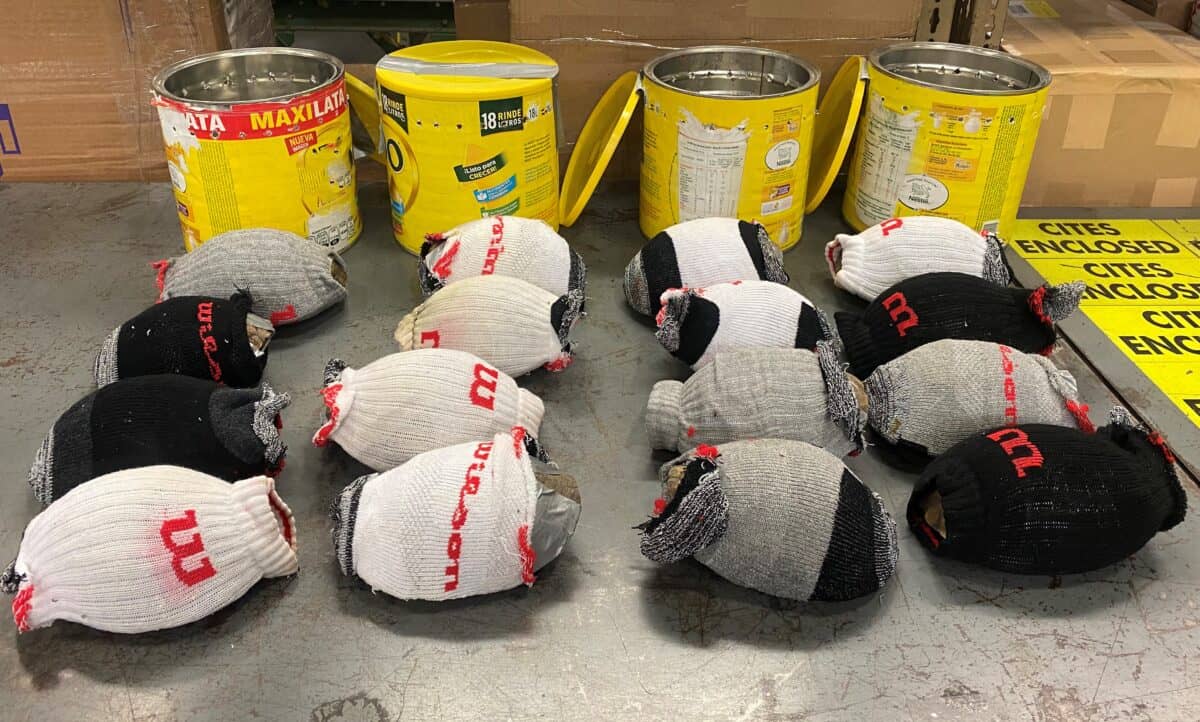 Smuggled Mexican box turtles were wrapped in duct tape, stuffed into socks and hidden in four coffee cans