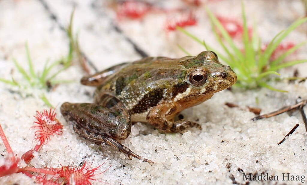 Southern cricket frog