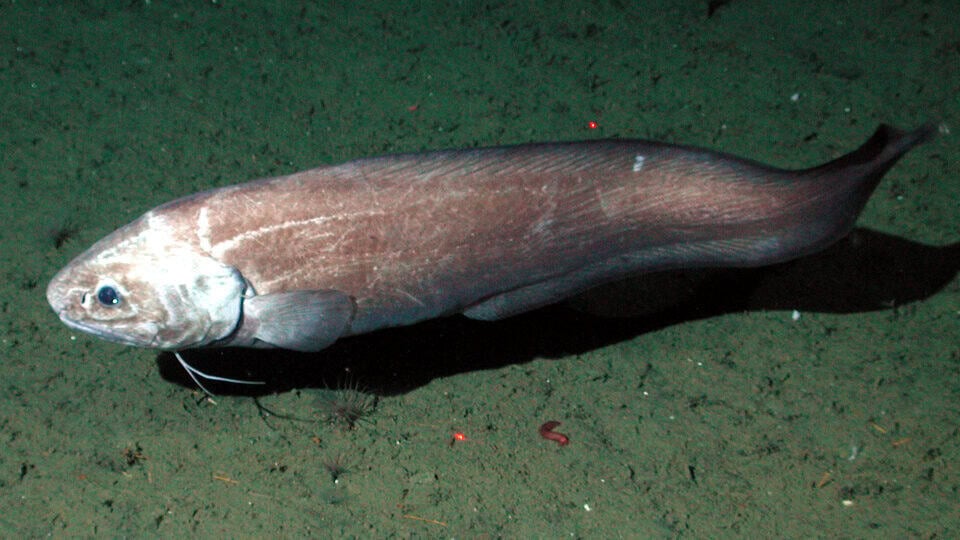 A Giant Cusk Eel, with its long, slender body and pale skin, glides through the dark ocean floor, highlighting its surprising size and unique features.