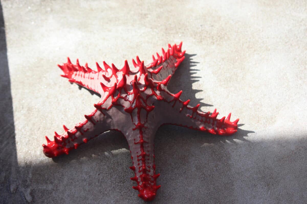 Starfish.